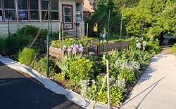 Front lawn filled with food and flowers.